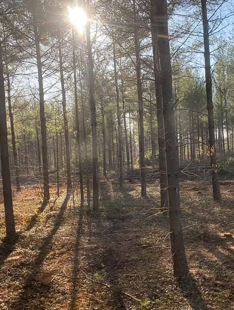 Sunlight through Maine pine forest, Beaulieu Logging, Lyman